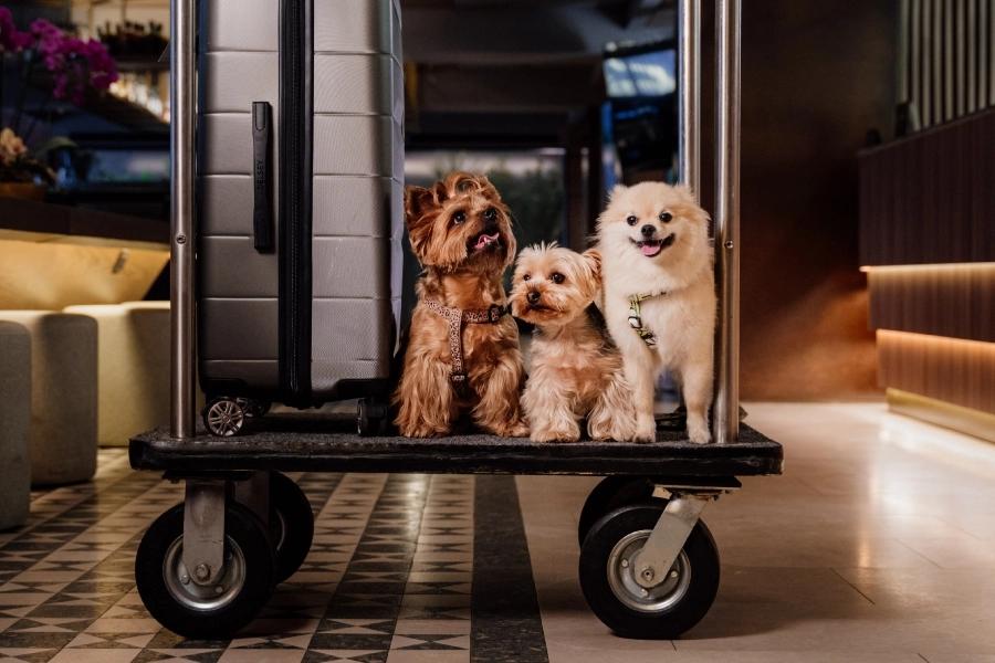 Admite mascotas ESTELAR La Torre Suites Colombia - Medellín Admite mascotas ESTELAR La Torre Suites Colombia - Medellín